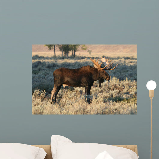 Bull Moose