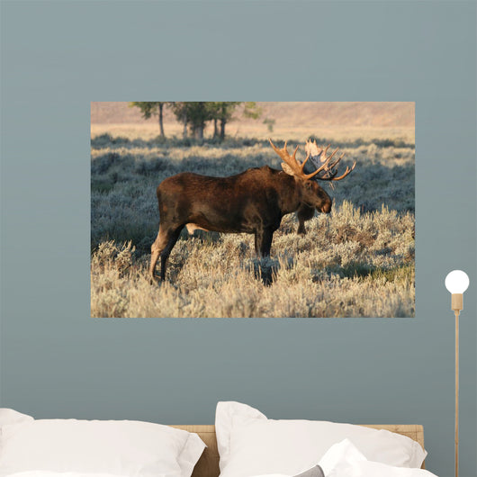 Bull Moose