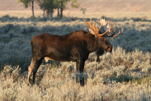 Bull Moose