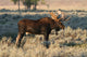 Bull Moose