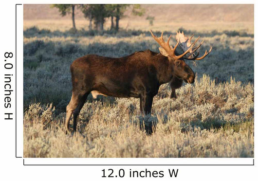 Bull Moose