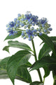 Dichroa Hydrangea Flower Wall Decal