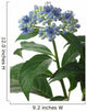 Dichroa Hydrangea Flower Wall Decal