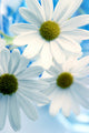 Daisies Wall Mural