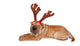Sharpei Dog Weaing Antler Wall Mural