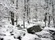 After the Winter Storm Wall Mural