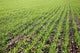 Field Lines Wall Mural