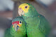 Two Parrots Wall Mural