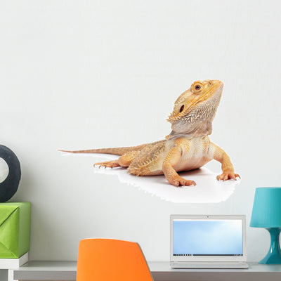 Bearded Dragon Wall Decal shown on a wall
