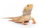 Bearded Dragon Wall Decal