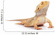 Bearded Dragon Wall Decal