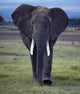 Elefant1126671