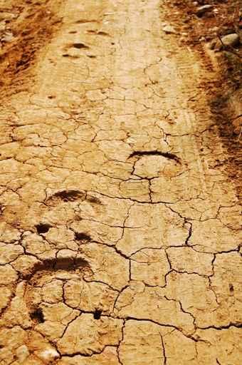 Horse Tracks Wall Decal