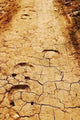 Horse Tracks Wall Decal