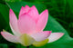 lotus blossom Wall Mural