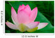 lotus blossom Wall Mural