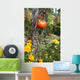 Rouge Tomate Wall Decal Design 2