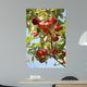 Apple Tree