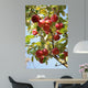 Apple Tree