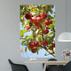 Apple Tree