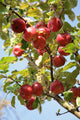 Apple Tree