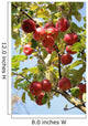 Apple Tree