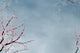 Cherry Tree Textured with Wall Mural