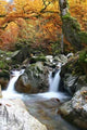 Eaux Des Roches Wall Decal