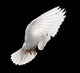White Dove in Flight 4 Wall Mural
