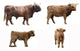 Scottish Highlander Cow Wall Decal Sticker Set