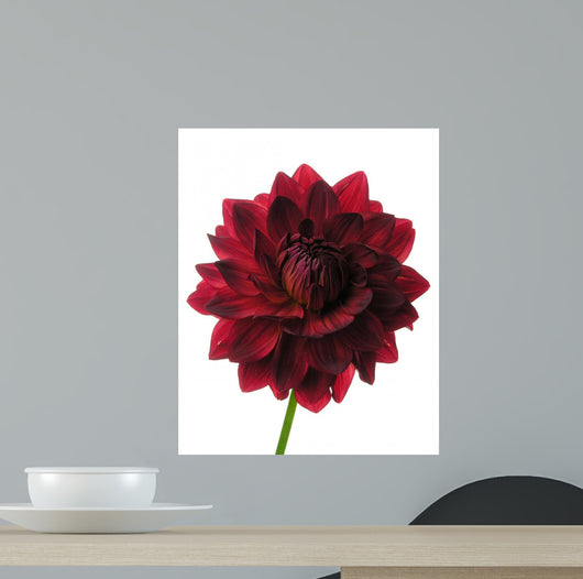 Dahlia