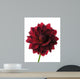 Dahlia