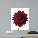 Dahlia