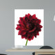 Dahlia