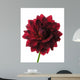Dahlia
