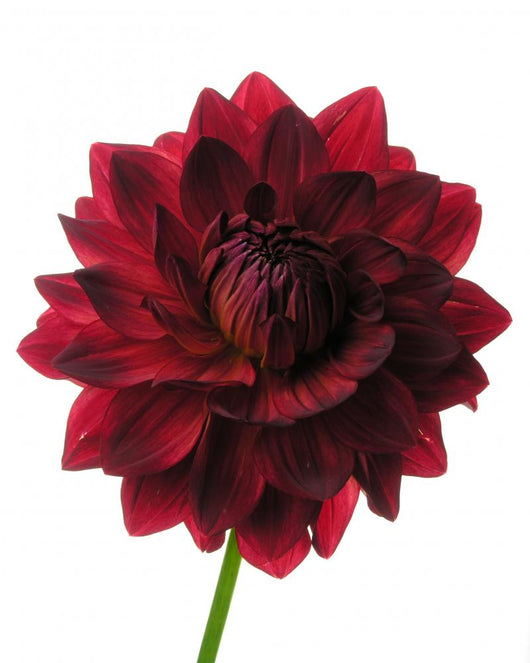 Dahlia