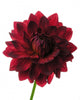 Dahlia
