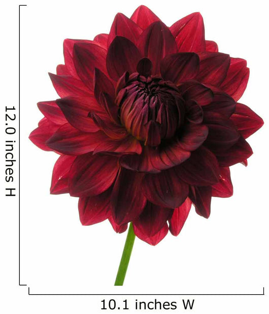 Dahlia