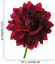 Dahlia