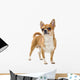 Red Chihuahua Isolated Wall Decal