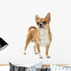 Red Chihuahua Isolated Wall Decal