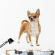 Red Chihuahua Isolated Wall Decal
