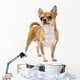 Red Chihuahua Isolated Wall Decal