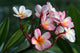 plumeria / frangipani flowers Wall Mural