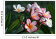 plumeria / frangipani flowers Wall Mural