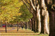 Herbst Wall Decal Design 2