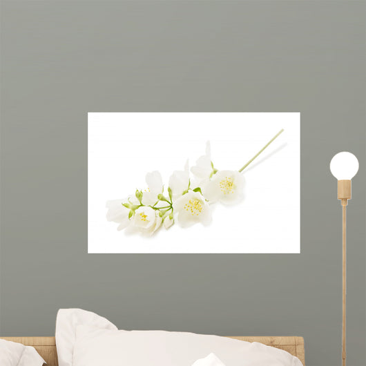 Jasmine
