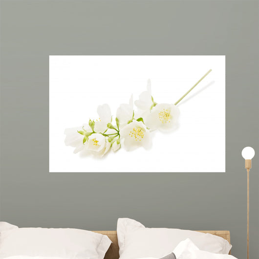 Jasmine