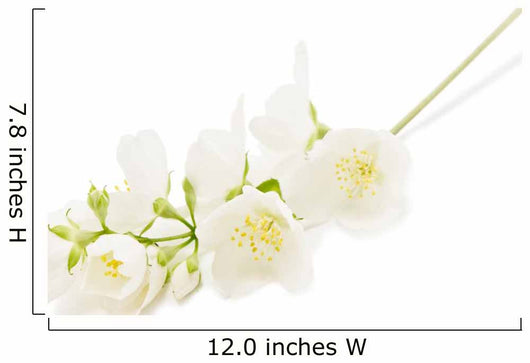 Jasmine
