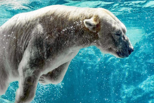 Polar Bear Underwater Wall Decal